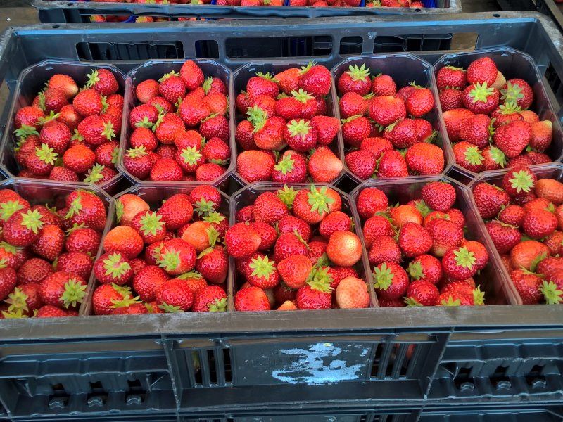 Dealing with ripening and ethylene